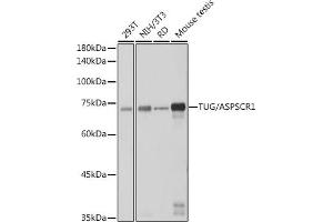 Western blot analysis of extracts of various cell lines, using TUG/ antibody (ABIN7265566) at 1:1000 dilution. (ASPSCR1 anticorps)