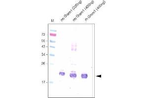 Western analysis using anti-Mouse Gremlin-1 Antibody . (GREM1 anticorps  (AA 25-184))