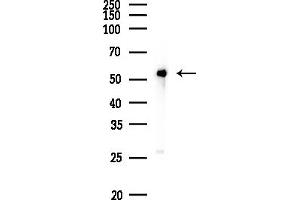 Western blot analysis of lysates from RAW264. (NONO anticorps  (C-Term))