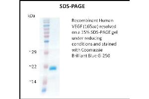 SDS-PAGE (SDS) image for Vascular Endothelial Growth Factor (VEGF) (Active) protein (ABIN5509395) (VEGF Protéine)