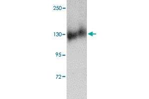 Western blot analysis of FKBP15 in NIH/3T3 cell lysate with FKBP15 polyclonal antibody  at 1 ug/mL . (FKBP15 anticorps  (N-Term))