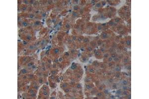 Figure. (DPYD anticorps  (AA 781-1025))