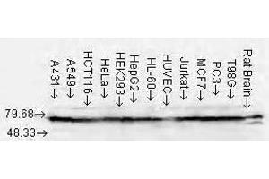 Hsp70 (N27), cell lines. (HSP70/HSC70 anticorps)