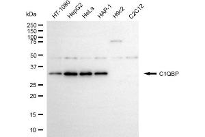 Western blotting analysis using C1QBP antibody (ABIN7798135). (C1QBP anticorps)