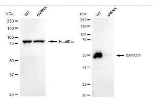Western blotting analysis using GATA2/3 antibody (ABIN7800933).