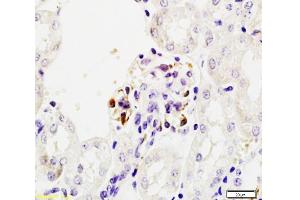 Formalin-fixed and paraffin embedded mouse kidney tissue labeled Anti-Mouse IgA Polyclonal Antibody, Unconjugated  at 1:200, followed by conjugation to the secondary antibody and DAB staining (Lapin anti-Souris IgA Anticorps)