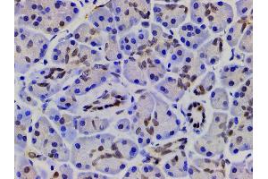 ABIN6267443 at 1/200 staining human pancreatic tissue sections by IHC-P.