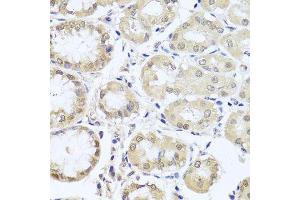 Immunohistochemistry of paraffin-embedded human stomach using CGB7 antibody.