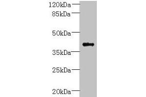 Western blot All lanes: PSTPIP2 antibody at 6 μg/mL + Raji whole cell lysate Secondary Goat polyclonal to rabbit IgG at 1/10000 dilution Predicted band size: 39, 37 kDa Observed band size: 39 kDa (PSTPIP2 anticorps  (AA 28-312))