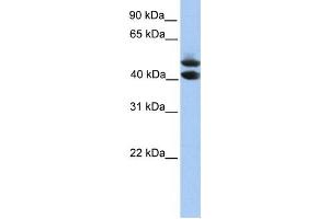 Western Blotting (WB) image for anti-Spermatogenesis and Oogenesis Specific Basic Helix-Loop-Helix 1 (SOHLH1) antibody (ABIN2459773) (SOHLH1 anticorps)