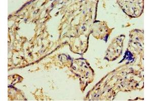 Immunohistochemistry of paraffin-embedded human placenta tissue using ABIN7144000 at dilution of 1:100 (Aminoacylase 1 anticorps  (AA 1-408))
