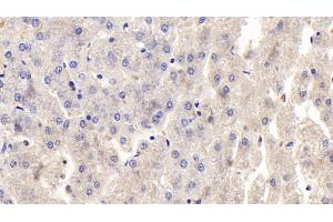 Detection of OPG in Human Liver Tissue using Polyclonal Antibody to Osteoprotegerin (OPG) (Osteoprotegerin anticorps  (AA 1-196))