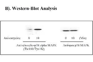 Image no. 3 for Mitogen-Activated Protein Kinase 14 (MAPK14) ELISA Kit (ABIN625229) (MAPK14 Kit ELISA)