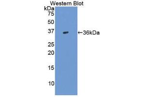 Western Blotting (WB) image for anti-Transforming Growth Factor, beta 3 (TGFB3) (AA 24-300) antibody (ABIN1860732) (TGFB3 anticorps  (AA 24-300))