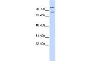 Image no. 1 for anti-Diacylglycerol Lipase, beta (DAGLB) (AA 216-265) antibody (ABIN6741326) (DAGLB anticorps  (AA 216-265))