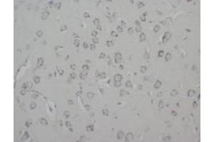 Immunohistochemistry (IHC) image for anti-Growth Associated Protein 43 (GAP43) antibody (ABIN1107311) (GAP43 anticorps)