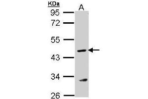 WB Image Sample (30 ug of whole cell lysate) A: MOLT4 , 10% SDS PAGE antibody diluted at 1:1000 (ASL anticorps)