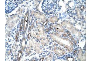 Image no. 1 for anti-Mucin 1 (MUC1) (C-Term) antibody (ABIN203389)