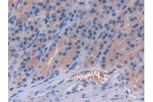 IHC-P analysis of Rat Stomach Tissue, with DAB staining. (FGL1 anticorps  (AA 23-314))