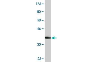 Western Blot detection against Immunogen (36.