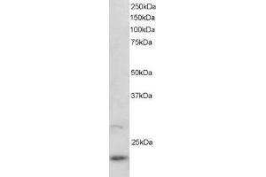 ABIN184799 staining (2µg/ml) of U937 lysate (RIPA buffer, 30µg total protein per lane).