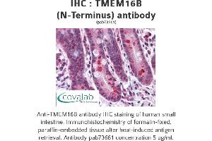 Image no. 1 for anti-Anoctamin 2 (ANO2) (N-Term) antibody (ABIN1740150)