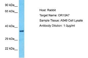 Host: Rabbit Target Name: OR10A7 Sample Type: A549 Whole Cell lysates Antibody Dilution: 1. (OR10A7 anticorps  (C-Term))