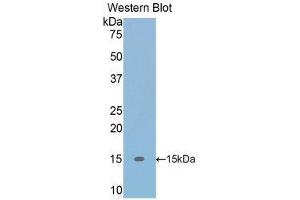 Western Blotting (WB) image for anti-Transforming Growth Factor, beta 1 (TGFB1) (AA 279-390) antibody (ABIN1860727) (TGFB1 anticorps  (AA 279-390))
