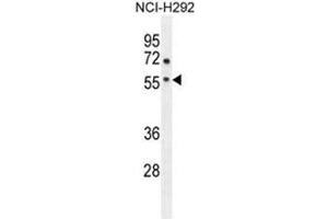 ADORA2A Antibody (Center) western blot analysis in NCI-H292 cell line lysates (35 µg/lane). (Adenosine A2a Receptor anticorps  (Middle Region))