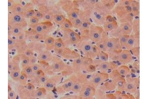 Detection of TBG in Human Liver Tissue using Polyclonal Antibody to Thyroxine Binding Globulin (TBG) (SERPINA7 anticorps  (AA 128-415))