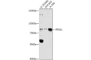 Western blot analysis of extracts of various cell lines, using PTCD1 antibody (ABIN7269203) at 1:3000 dilution. (PTCD1 anticorps  (AA 435-537))