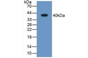 Detection of Recombinant ARL1, Human using Polyclonal Antibody to Aldose Reductase Like Protein 1 (ARL1) (ARL1 anticorps  (AA 1-316))