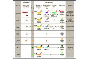 Conjugation pathways for ubiquitin and ubiquitin-like modifiers (UBLs). (Cullin 2 anticorps  (C-Term))
