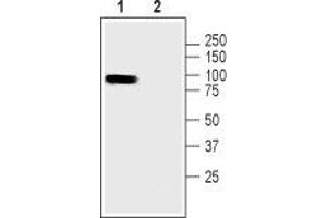 Western blot analysis of rat skeletal muscle lysate: - 1. (Pannexin 3 anticorps  (Intracellular))