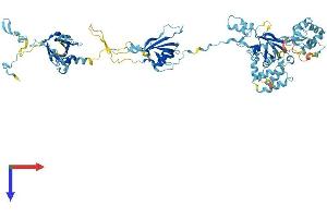 AlphaFold protein structure predicition of Mouse Recombinant Efhc2 Protein, UniprotID Q9D485