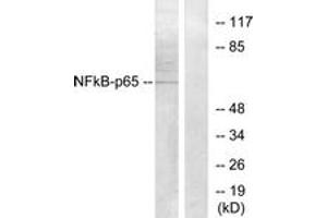 Western blot analysis of extracts from Raw264. (NF-kB p65 anticorps  (AA 221-270))