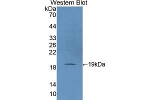 Detection of Recombinant SOD1, Pig using Polyclonal Antibody to Superoxide Dismutase 1 (SOD1) (SOD1 anticorps  (AA 2-153))
