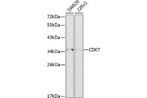 Western blot analysis of extracts of various cell lines, using CDK7 antibody (ABIN6129238, ABIN6138325, ABIN6138327 and ABIN6216762) at 1:1000 dilution. (CDK7 anticorps  (AA 1-346))