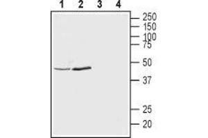 Western blot analysis of rat brain synaptosomal fraction (lanes 1 and 3) and mouse brain lysates (lanes 2 and 4): - 1,2. (KCNK12 anticorps  (1st Extracellular Loop))