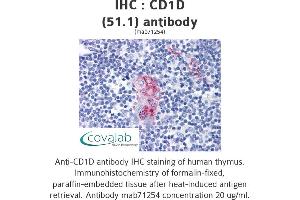 Image no. 1 for anti-CD1d Molecule (CD1D) antibody (ABIN1724073) (CD1d anticorps)