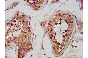 IHC image of ABIN7142012 diluted at 1:600 and staining in paraffin-embedded human testis tissue performed on a Leica BondTM system.