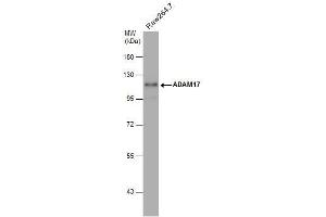 WB Image Whole cell extract (30 μg) was separated by 7.