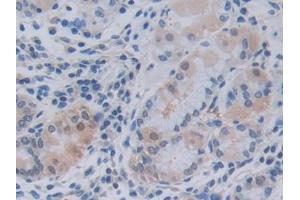 Detection of TNFSF9 in Human Stomach Tissue using Polyclonal Antibody to Tumor Necrosis Factor Ligand Superfamily, Member 9 (TNFSF9)