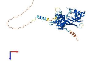 AlphaFold protein structure predicition of Human Recombinant RPUSD4 Protein, UniprotID Q96CM3
