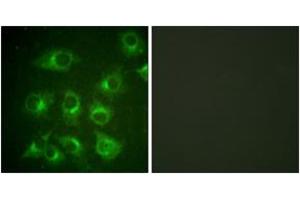 Immunofluorescence (IF) image for anti-V-Crk Sarcoma Virus CT10 Oncogene Homolog (Avian) (CRK) (AA 187-236) antibody (ABIN2888595) (Crk anticorps  (AA 187-236))