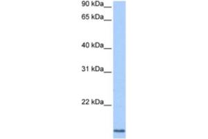 Western Blotting (WB) image for anti-Cyclin L2 (CCNL2) antibody (ABIN2463361) (Cyclin L2 anticorps)