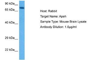 Host: Rabbit Target Name: APEH Sample Tissue: Mouse Brain Antibody Dilution: 1ug/ml (APEH anticorps  (N-Term))