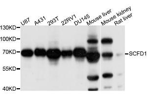 Western blot analysis of extracts of various cell lines, using SCFD1 antibody (ABIN5996176) at 1/1000 dilution. (SCFD1 anticorps)