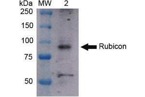 Western blot analysis of Human HeLa cell lysates showing detection of ~108 kDa Rubicon protein using Rabbit Anti-Rubicon Polyclonal Antibody . (Rubicon anticorps  (N-Term) (Atto 594))