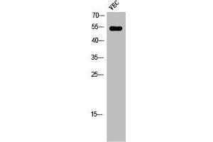Western Blot analysis of VEC cells using Phospho-Ets-1 (T38) Polyclonal Antibody (ETS1 anticorps  (pThr38))